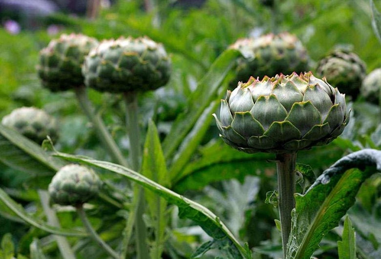 Globe Artichoke: A Digestive Powerhouse