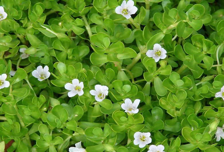 Bacopa: The Herb Powering BrainMEND®