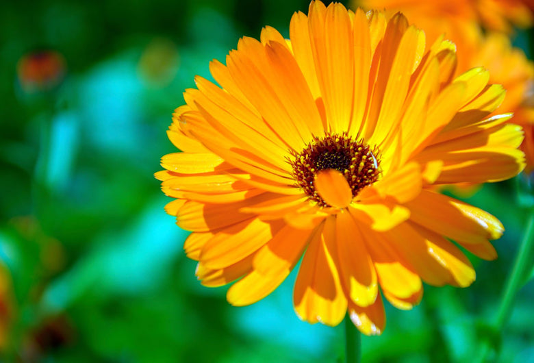 Calendula: A Gentle Healer for Gut Health