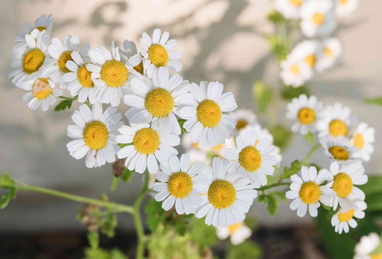Chamomile Promotes Relaxation