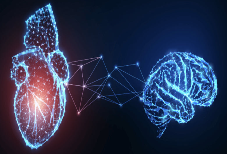 The Heart–Brain Connection