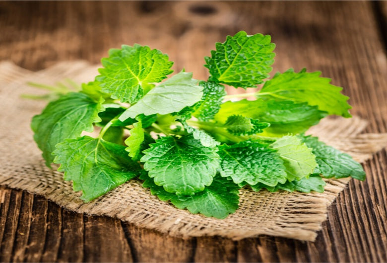 Lemon Balm: For Restorative Rest