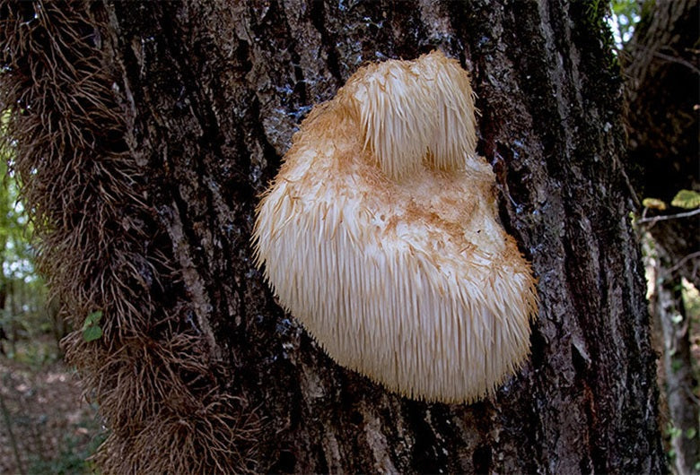 Lion's Mane: Nature's Mushroom