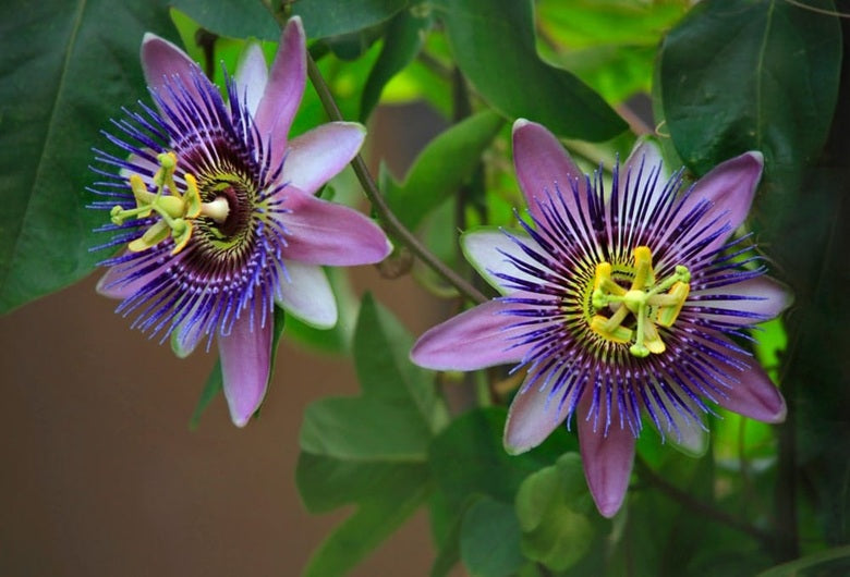 Passionflower for Restful Sleep
