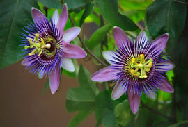 Passionflower for Restful Sleep