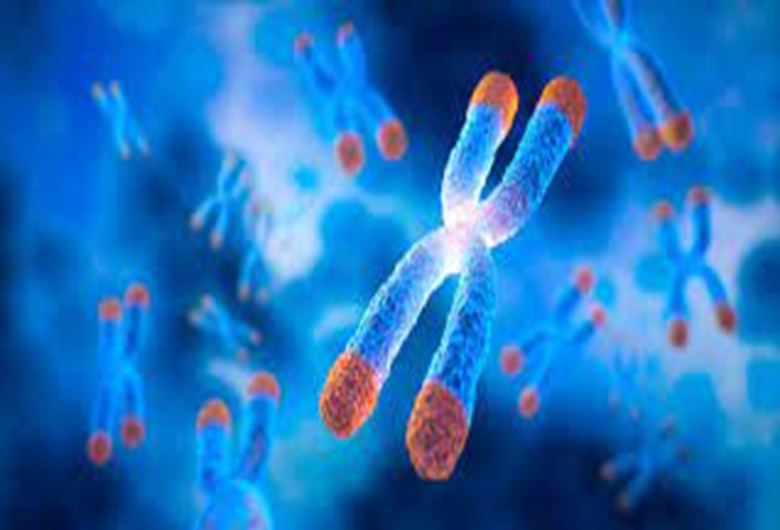 Telomeres