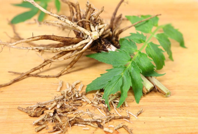 Valerian Root: Nature's Tranquilizer
