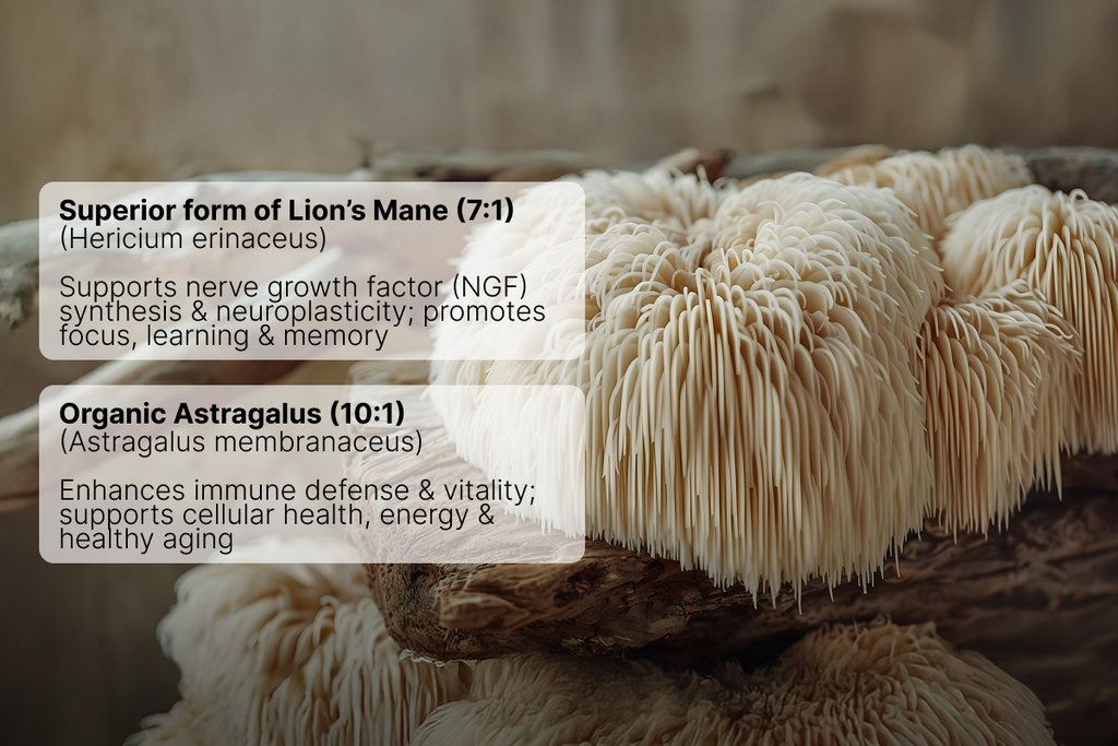 Hiw Lion's Mane 60's